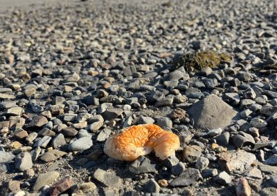 2023-11-19 Sea Pumpkin, photographed on the beach in Bayside, ME by Jutta von Dirke. “Halloween is definitely over.” #seapumpkin #oldpumpkin #beachtrash #penobscotbay #baysidemaine See less