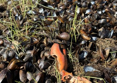 2025-06-02 Hang on ‘Til Spring, photographed in Bayside, ME’s Ruggles Park by Bryan Lhuillier. “Tuesday, while raking up the remaining mussels in Ruggles Park that normally collect and subsequently drop-off the wharf floats in the fall, I found this guy apparently hanging on for dear life. For those without lobster traps, be sure to check the floats in the fall as they come aground for another long winter.” #hangon #mussels #marinegrowth #messypark #floatgrowth #lobsterclaw #rugglespark #baysidemaine