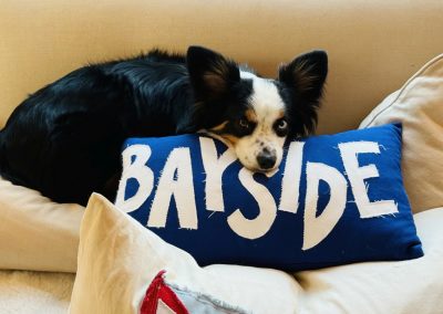 2025-08-29 Bayside Bandit, photographed by Robyn Tamura at her Broadway cottage in Bayside, ME as Bandit comes to grips with the end of another season while resting on one of Vicky Webster’s custom pillow creations. #seasonsend #bandit #pillow #custompillow #dogslife #cottagelife #baysidemaine