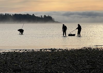 2025-09-12 Raking It In, photographed by Kathleen Kearns. “With Wednesday morning’s super low tide, John and Ned Lightner, along with cousin Hank Davison, raked surf clams at Ducktrap (ME).” #rakingitin #raking #clamming #ducktrap #ducktrapmaine #penobscotbay #baysidemaine