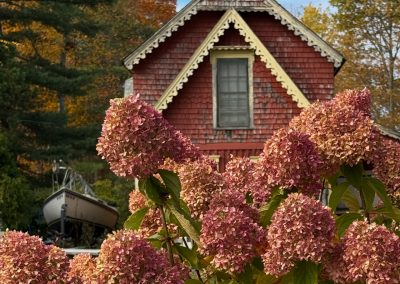 2025-10-27 Fall Walk, photographed in Bayside, ME by Leanne Budolfson. “Cottage and hydrangeas - autumn in Bayside.” #fallwalk #autumn #cottagelife #hydrangea #fallcolors #autumn #baysidemaine